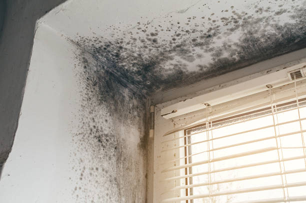 Trusted Black Mold Removal service in Sparta, TN - Cheap Mold Removal
